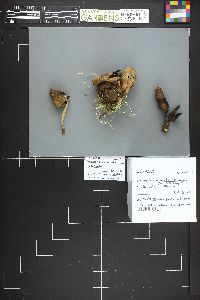 Coprinopsis acuminata image