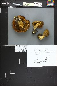 Boletus subtomentosus image