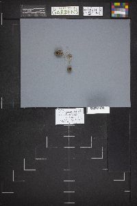 Geopora arenosa image