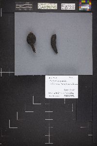 Xylaria polymorpha image