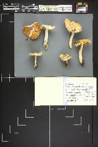 Amanita pantherina var. multisquamosa image