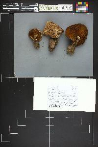 Suillus lakei image