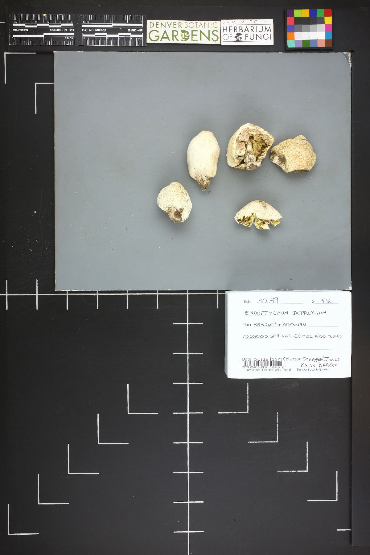 Agaricus inapertus image