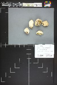 Agaricus inapertus image