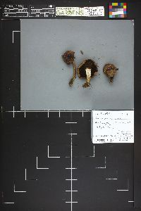 Gomphidius subroseus image