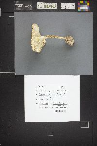 Amanita muscaria var. flavivolvata image