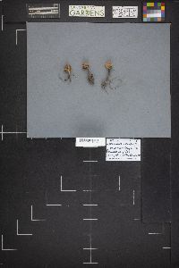 Marasmius oreades image