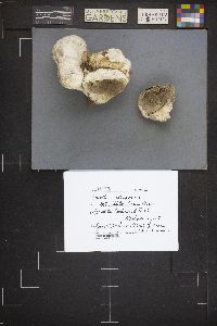 Lycoperdon utriforme image