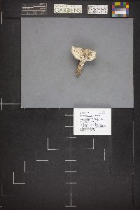 Amanita prairiicola image