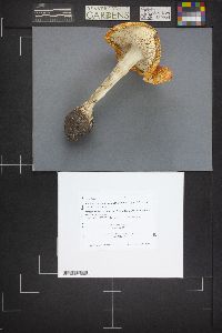 Amanita muscaria var. flavivolvata image