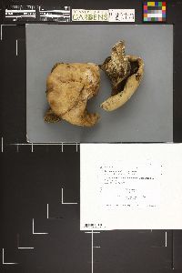 Sarcodon leucopus image