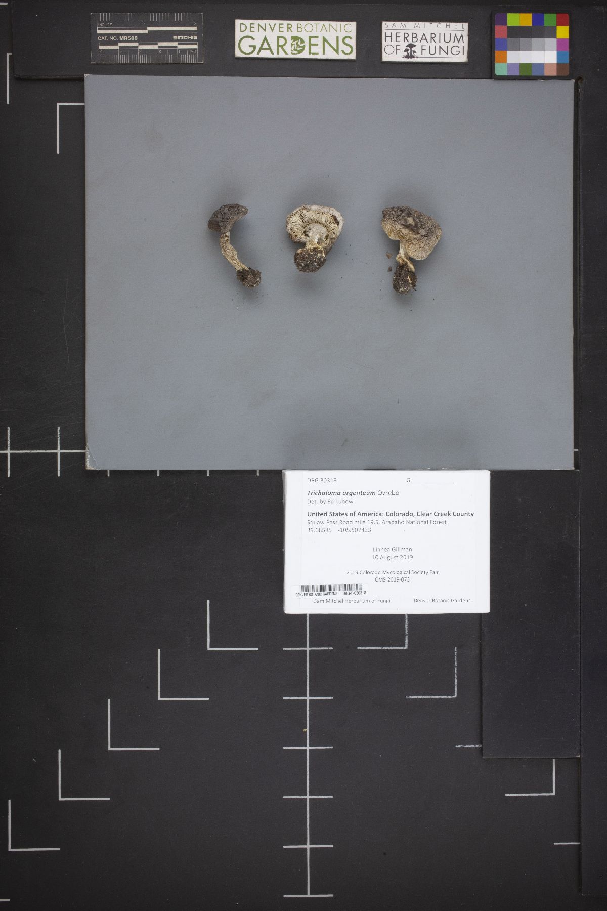 Tricholoma argenteum image