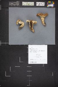 Tricholoma focale image