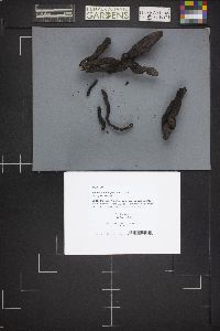 Xylaria polymorpha image