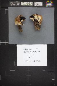 Agaricus arvensis image