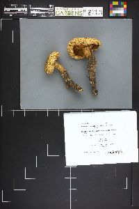 Neolentinus lepideus image