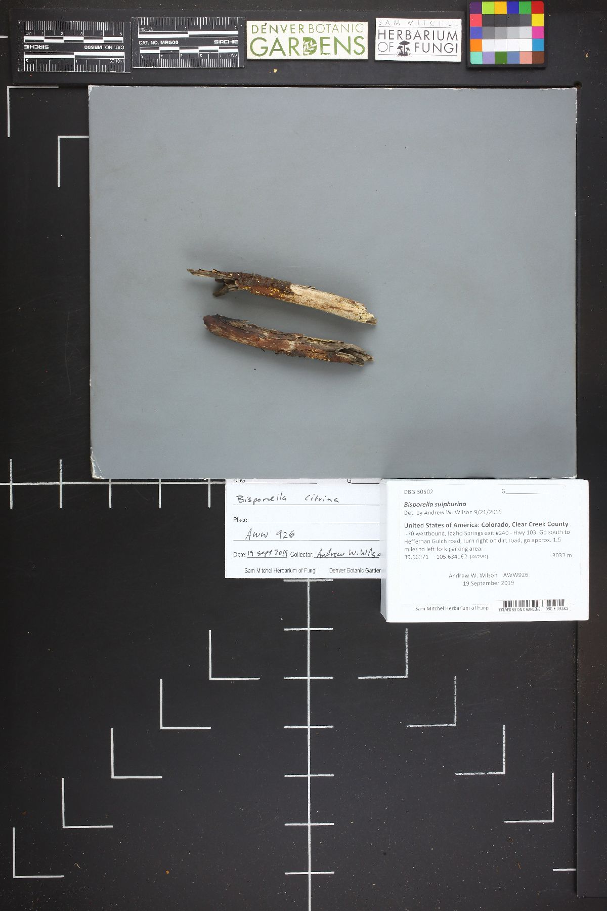 Calycina claroflava image