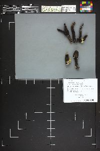 Xylaria polymorpha image