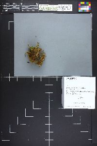 Bryoglossum gracile image