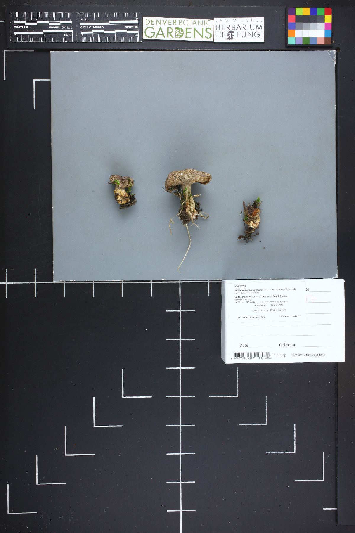 Lactarius montanus image
