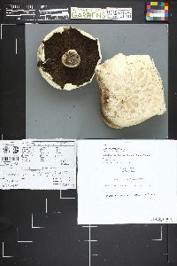 Agaricus bernardii image