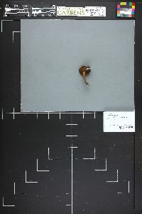 Cortinarius camphoratus image