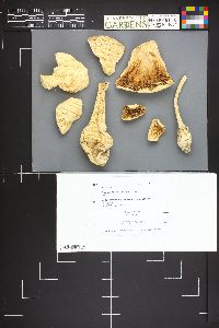 Amanita chlorinosma image