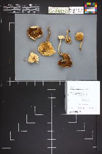 Hebeloma crustuliniforme image