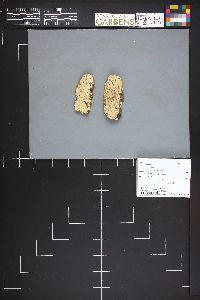 Radulomyces confluens image