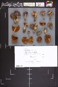 Agrocybe erebia image