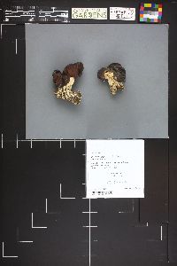 Gyromitra gigas image