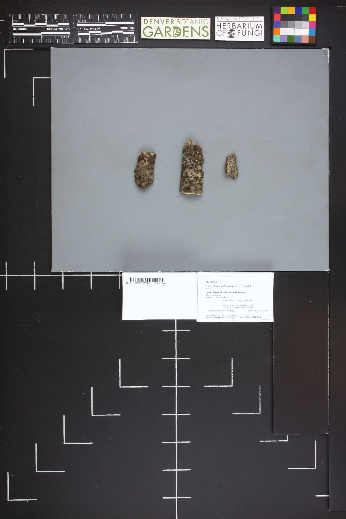 Nitschkia acanthostroma image
