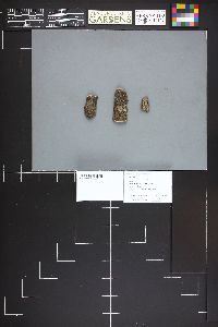 Nitschkia acanthostroma image