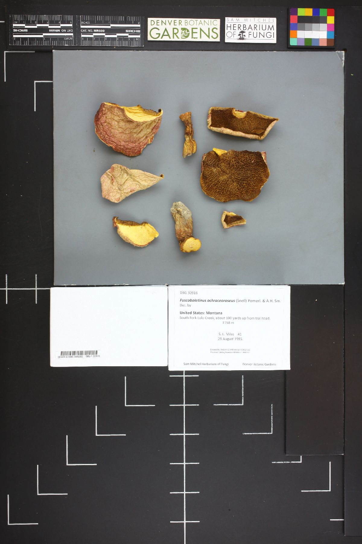 Suillus ochraceoroseus image