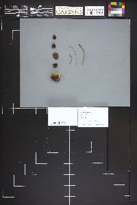 Panaeolus acuminatus image