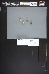 Lycoperdon pusillum image