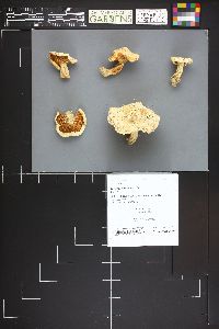 Lactarius piperatus image