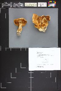 Cortinarius suillus image