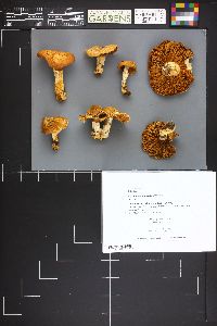 Cortinarius submarginalis image