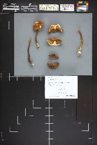 Austroboletus gracilis image