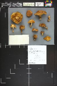 Suillus brevipes image