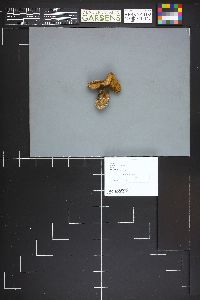 Suillus tomentosus image