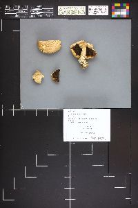 Agaricus silvaticus image