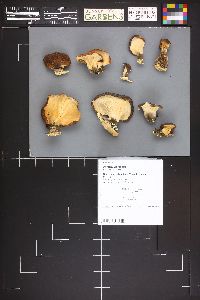 Polyporus picipes image