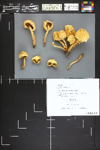 Pholiota squarrosa image