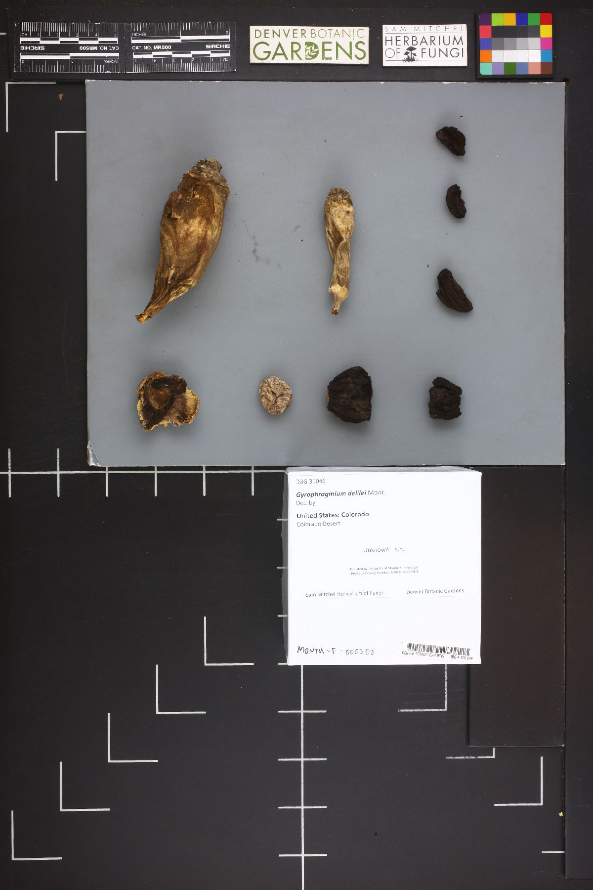 Gyrophragmium delilei image