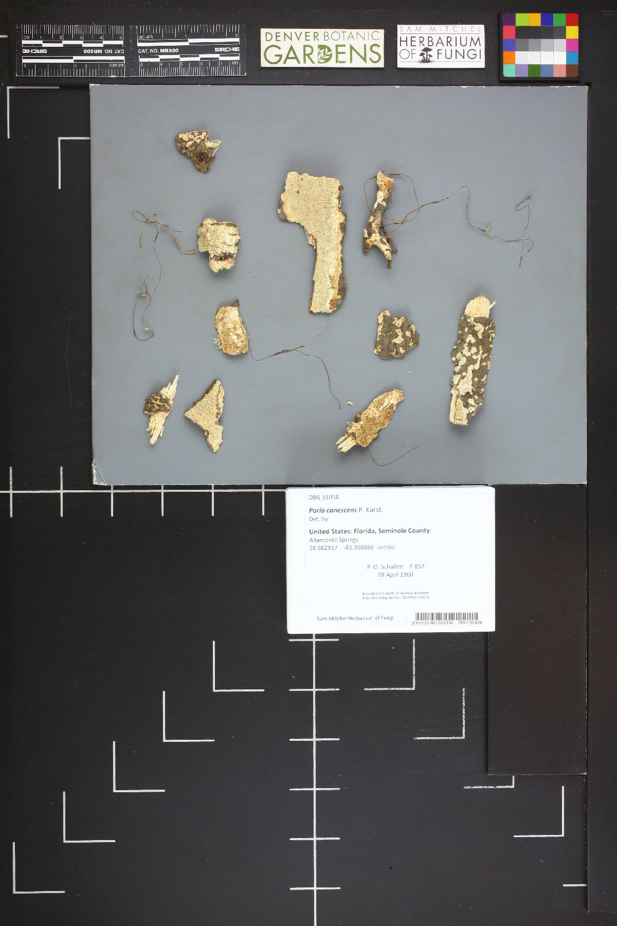 Protomerulius image