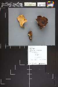 Polyporus picipes image