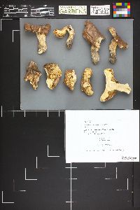 Tricholoma populinum image