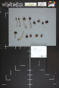 Entoloma salmoneum image